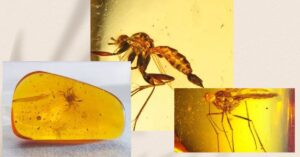 Fossils in Amber Stone